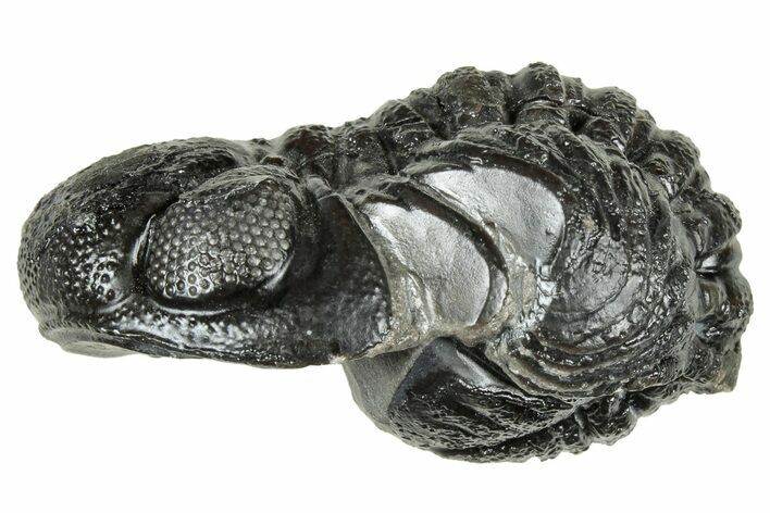 Long, Curled Austerops Trilobite - Morocco #323520